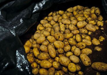 2_2_Kuehllager_Kartoffeln_0703.jpg