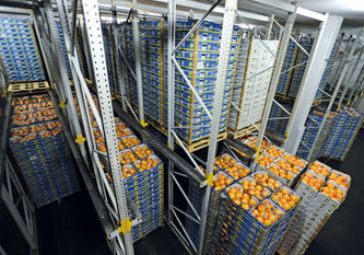2_2_Kuehllager_Pomelo_0762.jpg