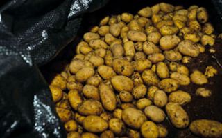 2_2_Kuehllager_Kartoffeln_0703.jpg